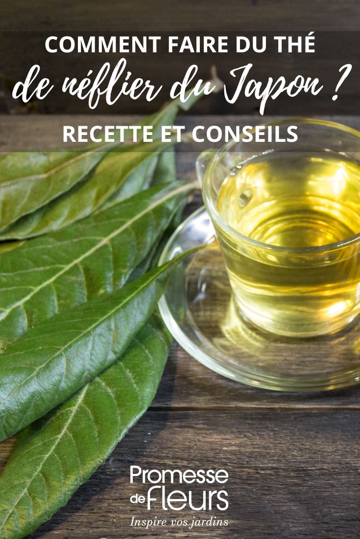 medlar leaf infusion