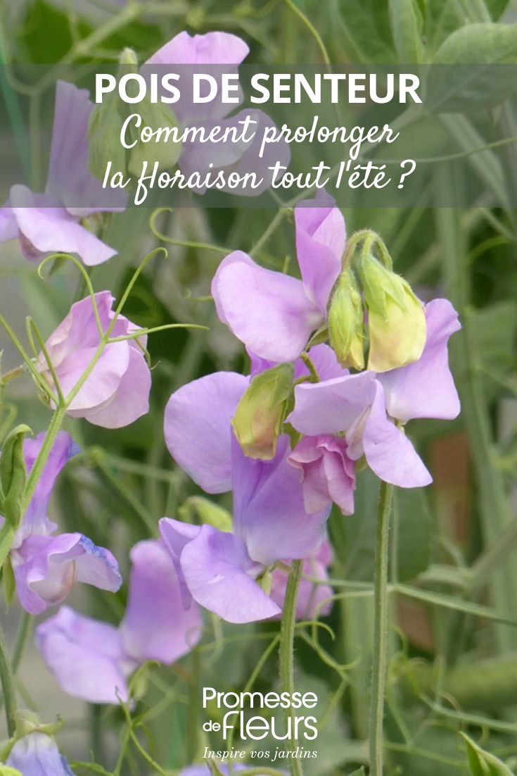 Sweet Pea Seeds Spring Sunshine Lilac