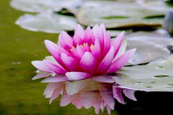 How to repot a water lily that has become too cramped?