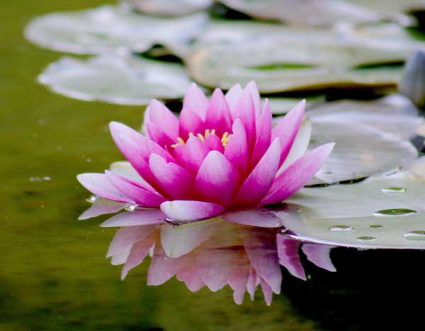 How to repot a water lily that has become too cramped?