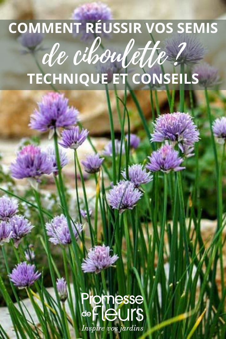 sowing chives