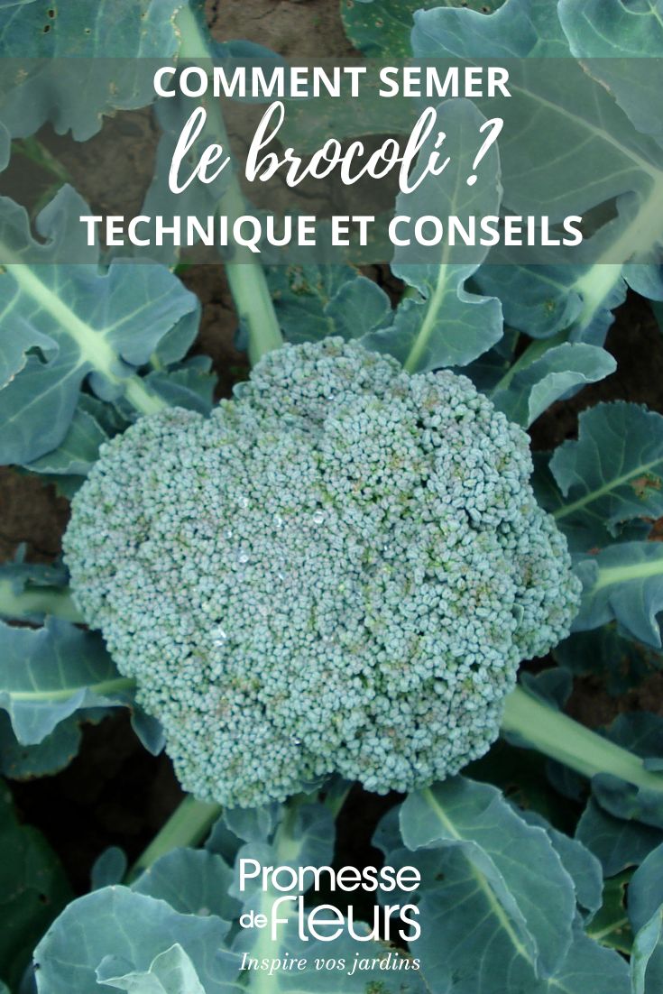 broccoli in the vegetable garden