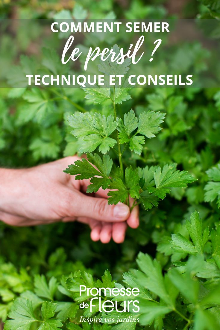 parsley in the garden