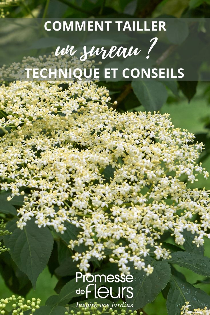 pruning of elderberry