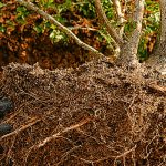 How to successfully transplant your trees and shrubs?