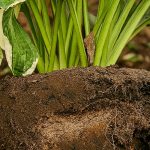 Transplanting perennials and grasses: successfully moving your plants