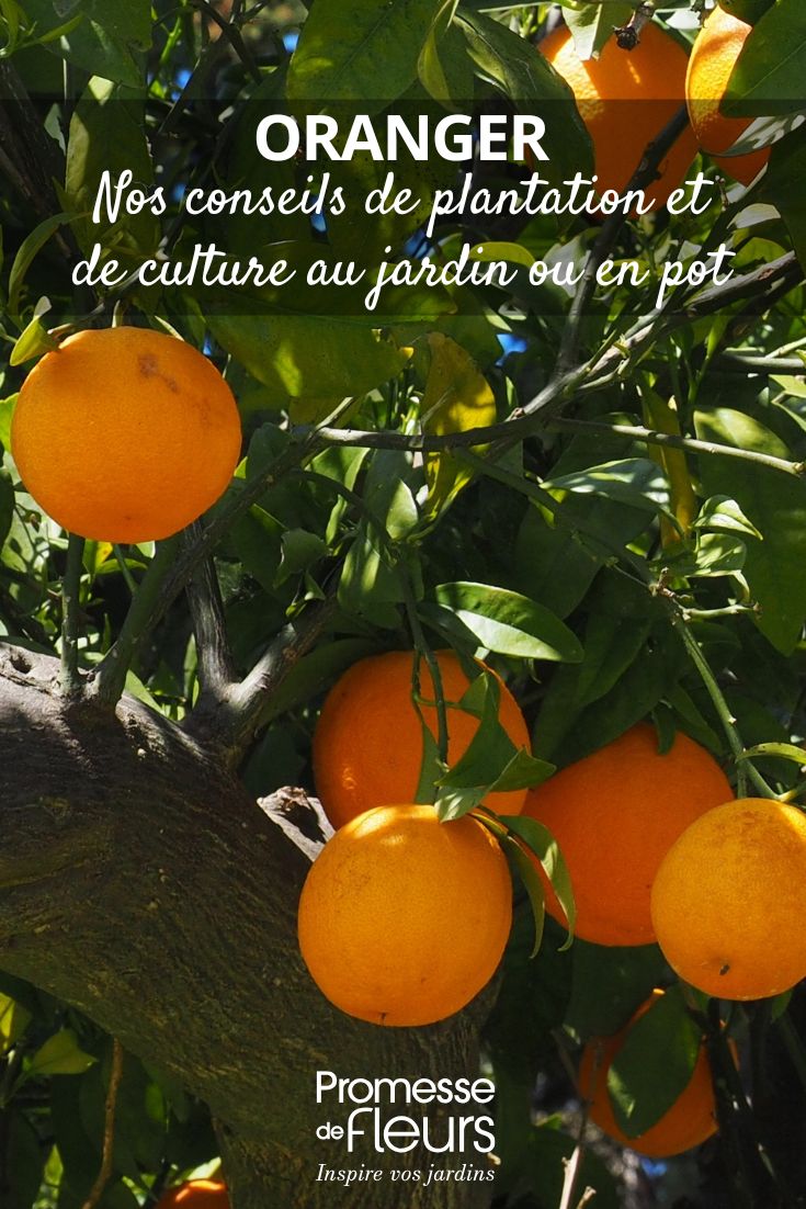 How to grow a lemon tree Comment to grow an orange tree?