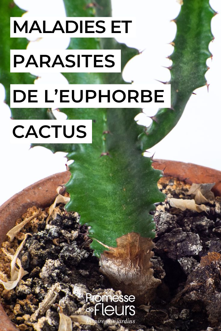 Diseases and parasites of *Euphorbia cactus* Euphorbia trigona