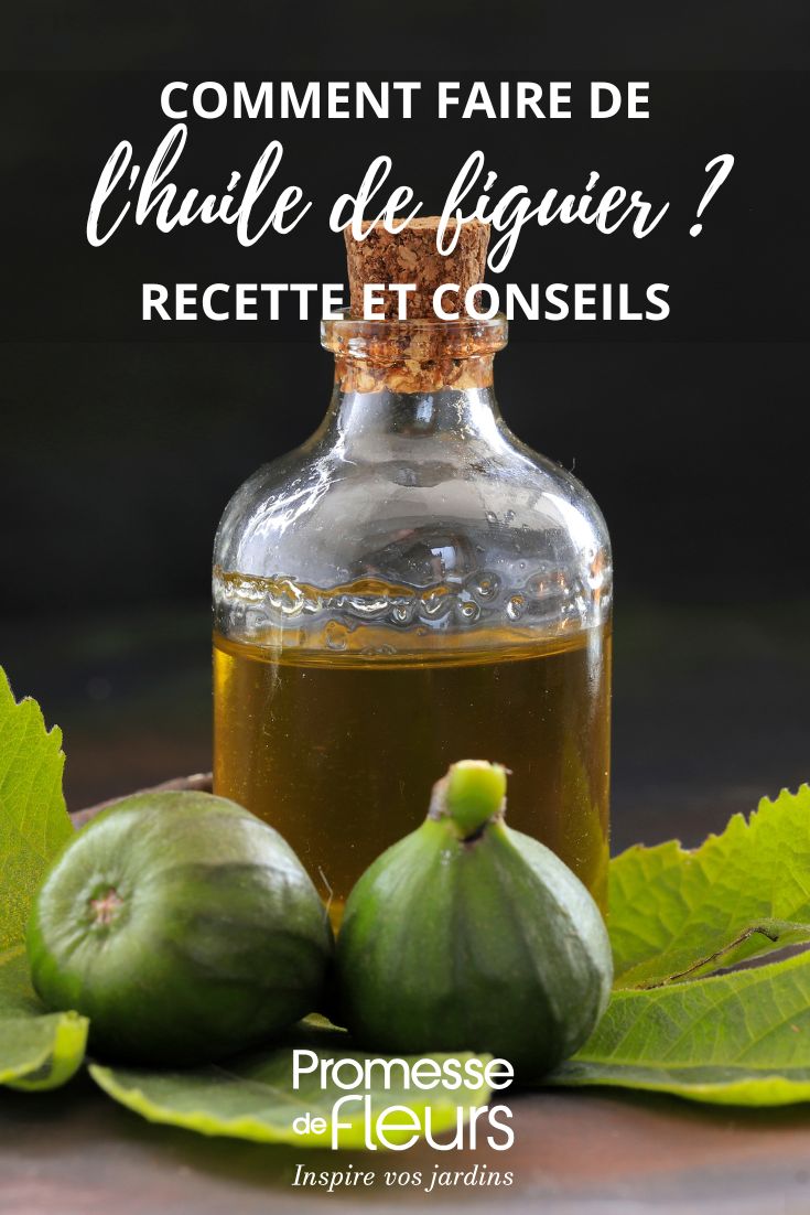 Comment to make fig tree oil fig tree oil and figs