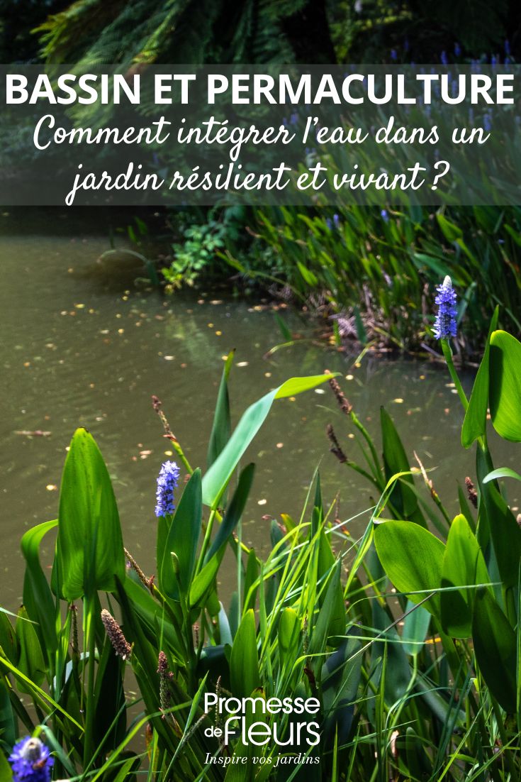 a pond in permaculture
