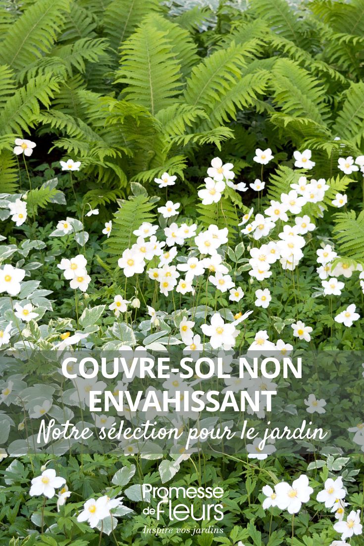 Non-invasive ground cover to plant in the garden Japanese anemone and ferns
