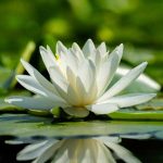 Lotus, Nymphaea, or Nuphar? Don't confuse these three plants any more