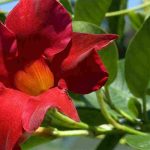 Choose dipladenias with a compact habit!