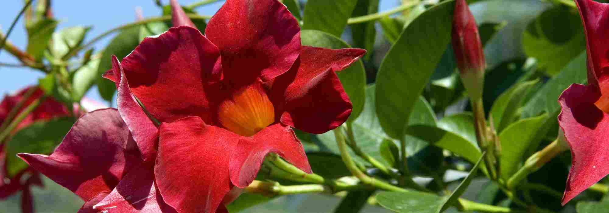 Choose dipladenias with a compact habit!