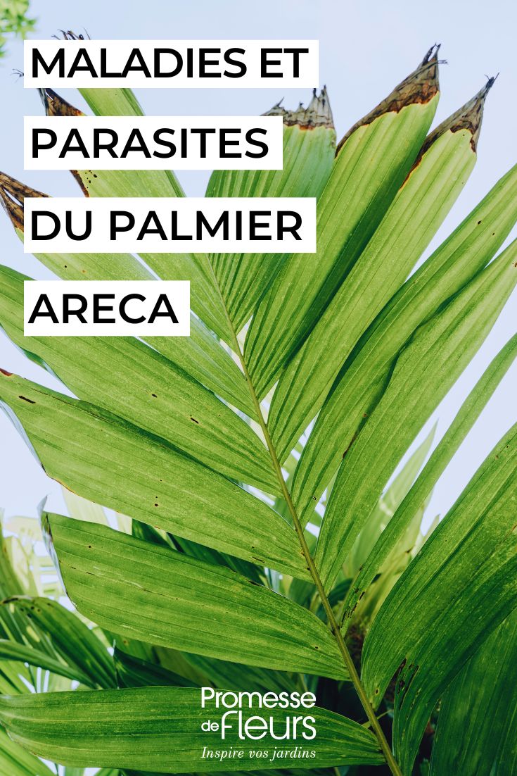 Dypsis, Areca palm diseases and pests (1)