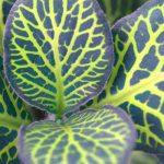 Fittonia: growing, care and tips