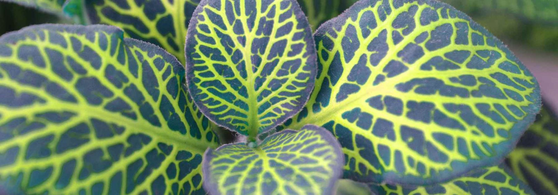 Fittonia: cultivation, care and tips for successful indoor growing