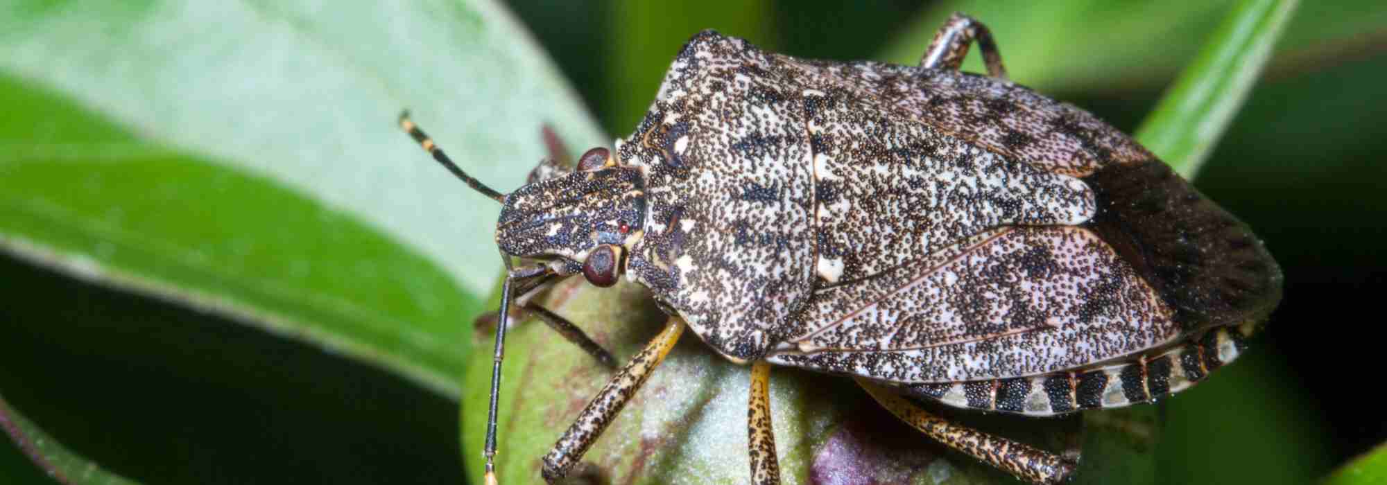 Diabolical or devil bug: how to protect your plants from this pest?