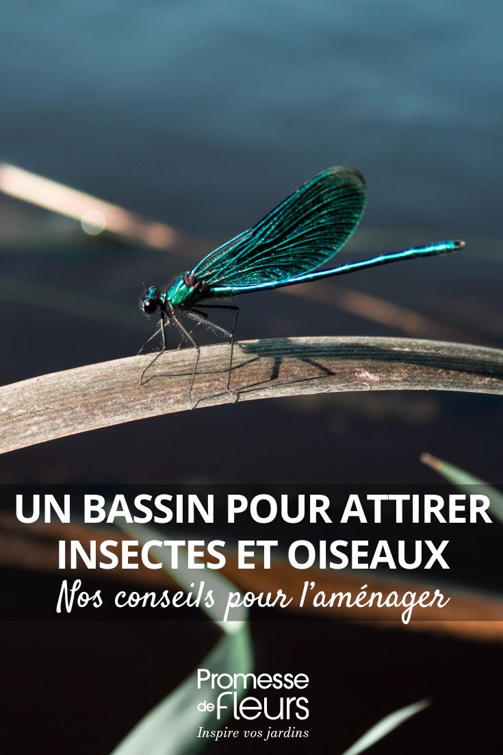Dragonflies, frogs, birds… install a pond to welcome them! blue dragonfly