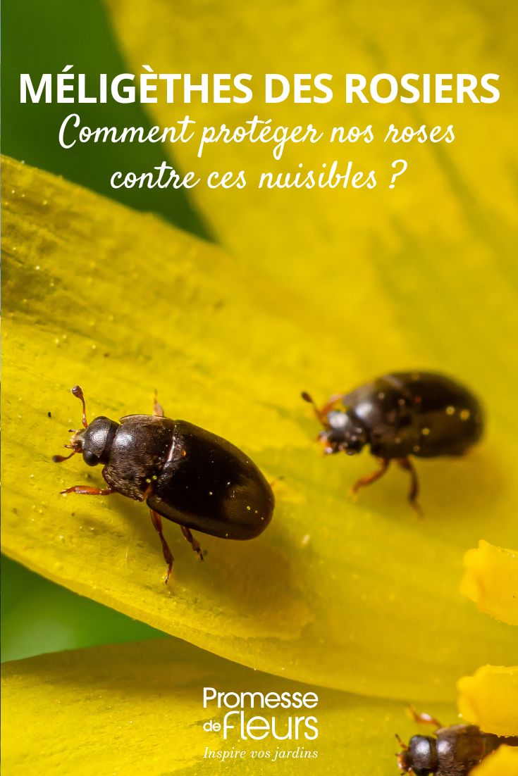 Rose beetles how to protect our roses against these pests Meligethes aeneus