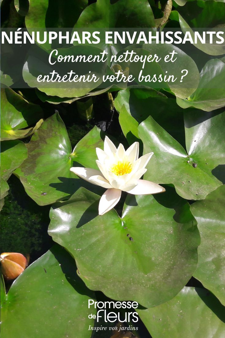 water lily