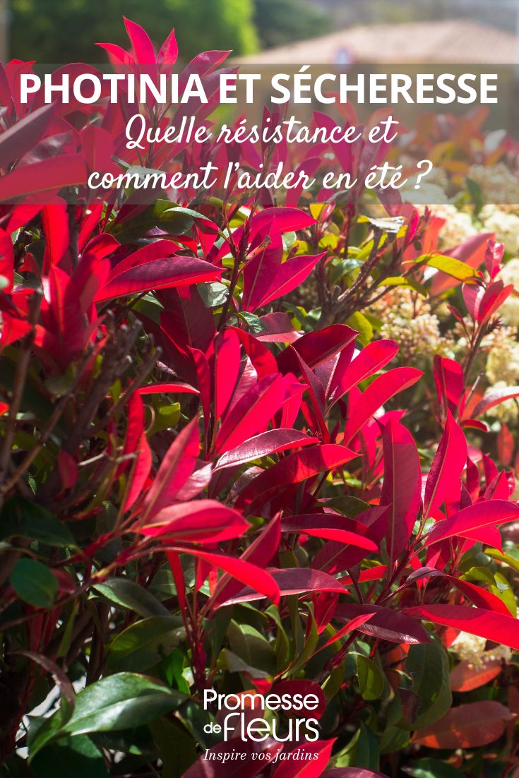 Photinia and drought: what resistance and how to help it in summer help photinias in summer