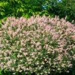 When and how to prune Salix integra 'Hakuro-nishiki'?
