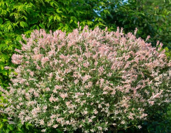 When and how to prune Salix integra 'Hakuro-nishiki'?