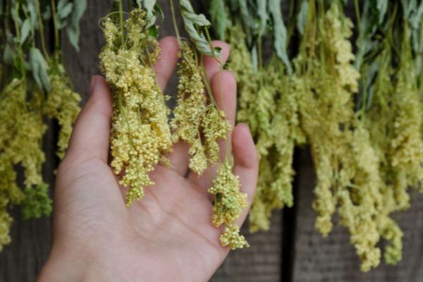 How to harvest and dry meadowsweet?