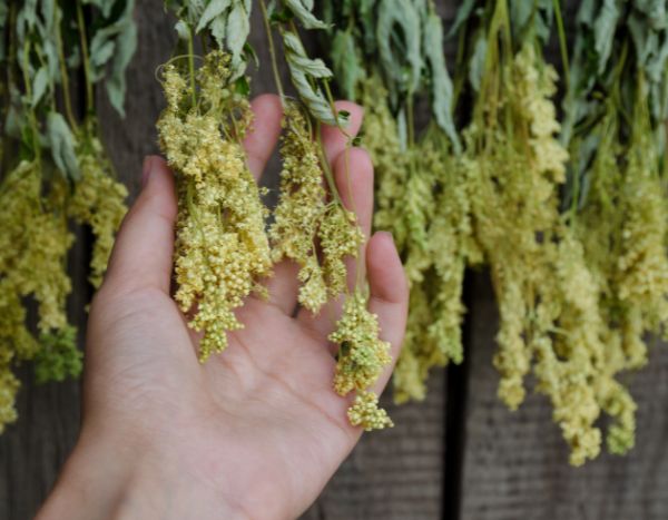 How to harvest and dry meadowsweet?