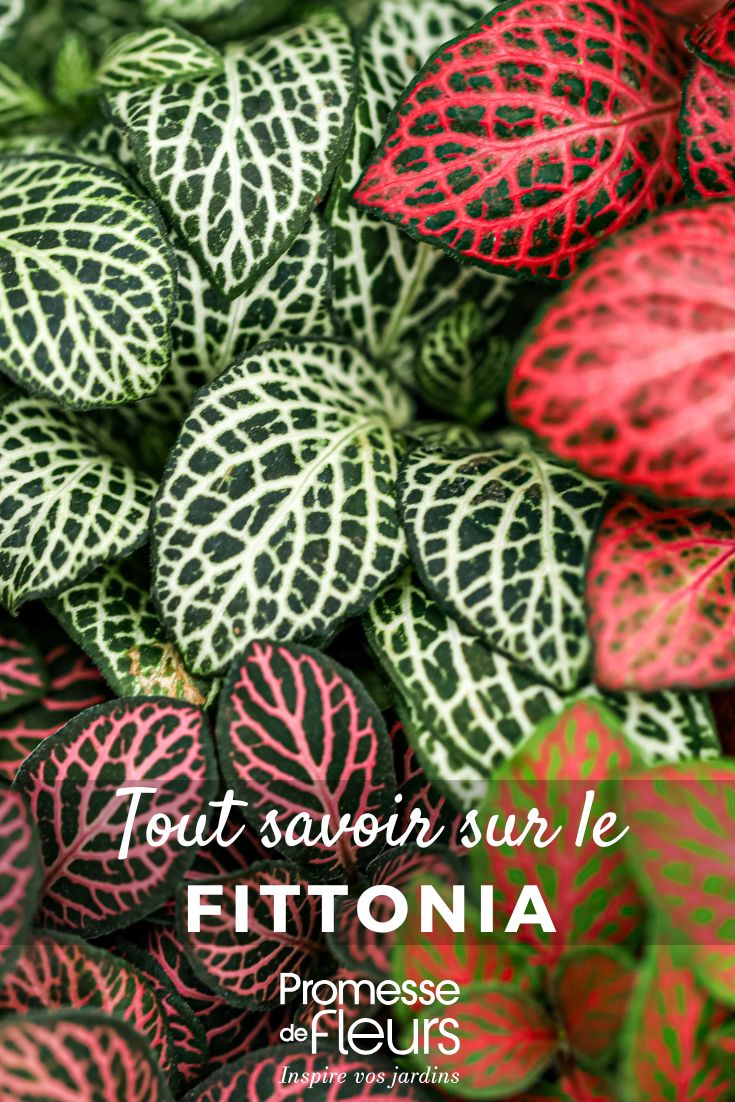 Pinterest - Plant cards All to know (32) different coloured foliage of fittonia
