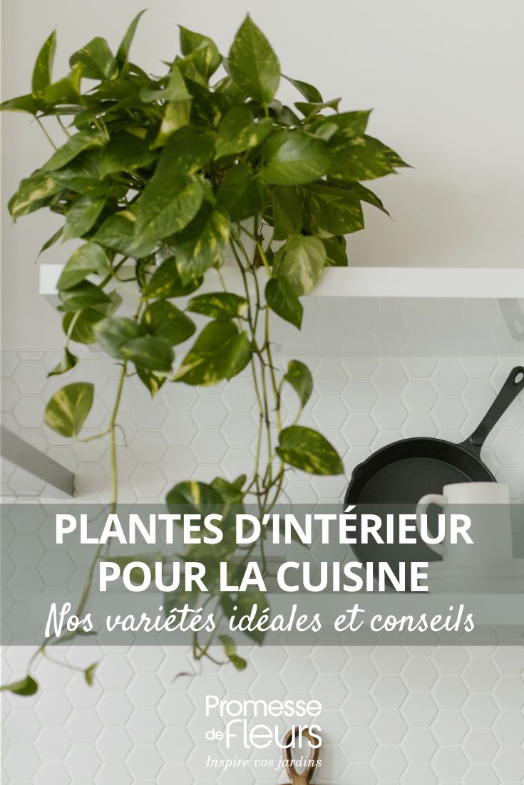 Indoor plants for kitchen our ideal varieties and tips for decorating this space choose a plant for the kitchen