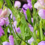 Sweet peas: the most fragrant varieties