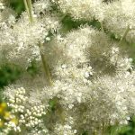 Meadowsweet: a beautiful and useful medicinal plant