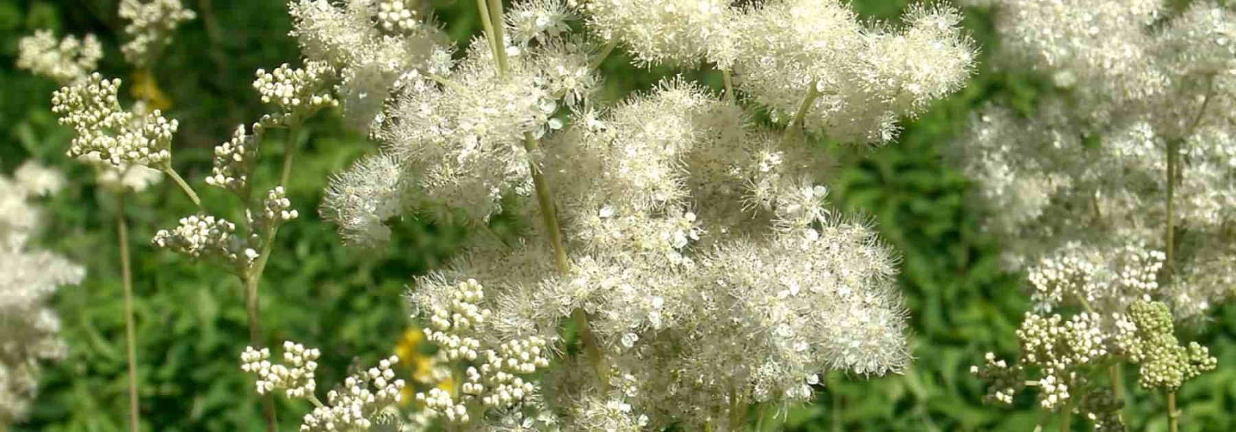 Meadowsweet: a beautiful and useful medicinal plant