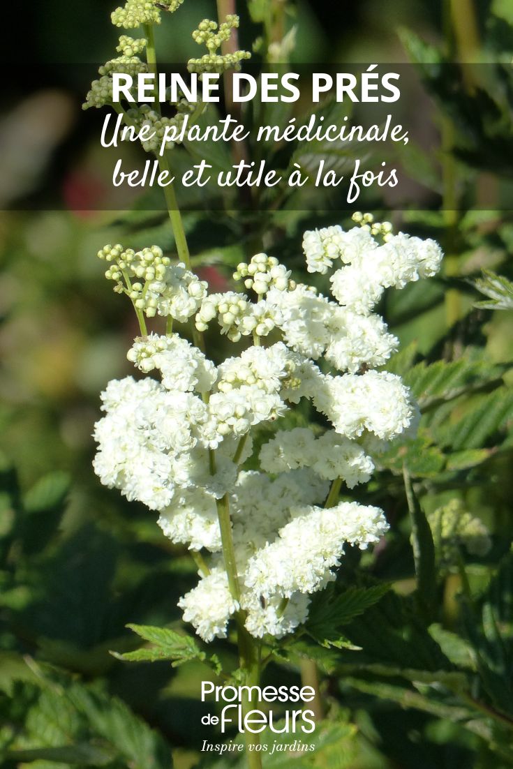 Meadowsweet is a medicinal plant in the garden, beautiful and useful at the same time Filipendula ulmaria 'Plena'