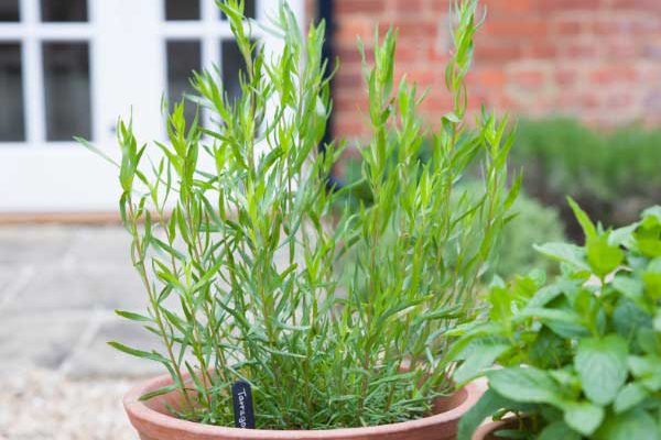 How to sow tarragon?