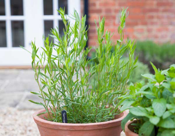 How to sow tarragon?