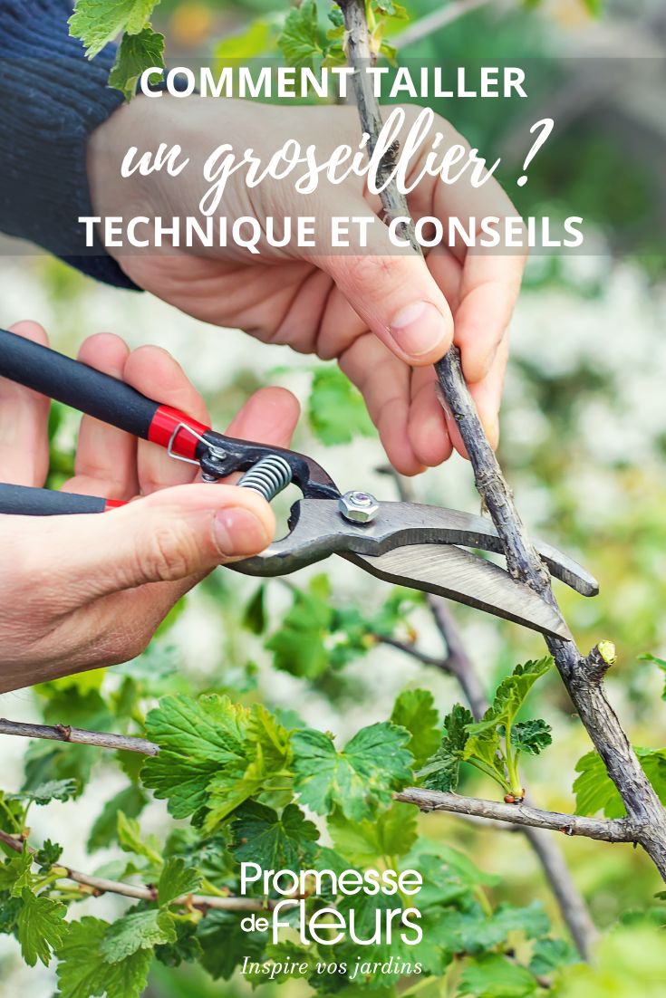 pruning of a currant bush