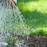 How to water without overwatering your plants?