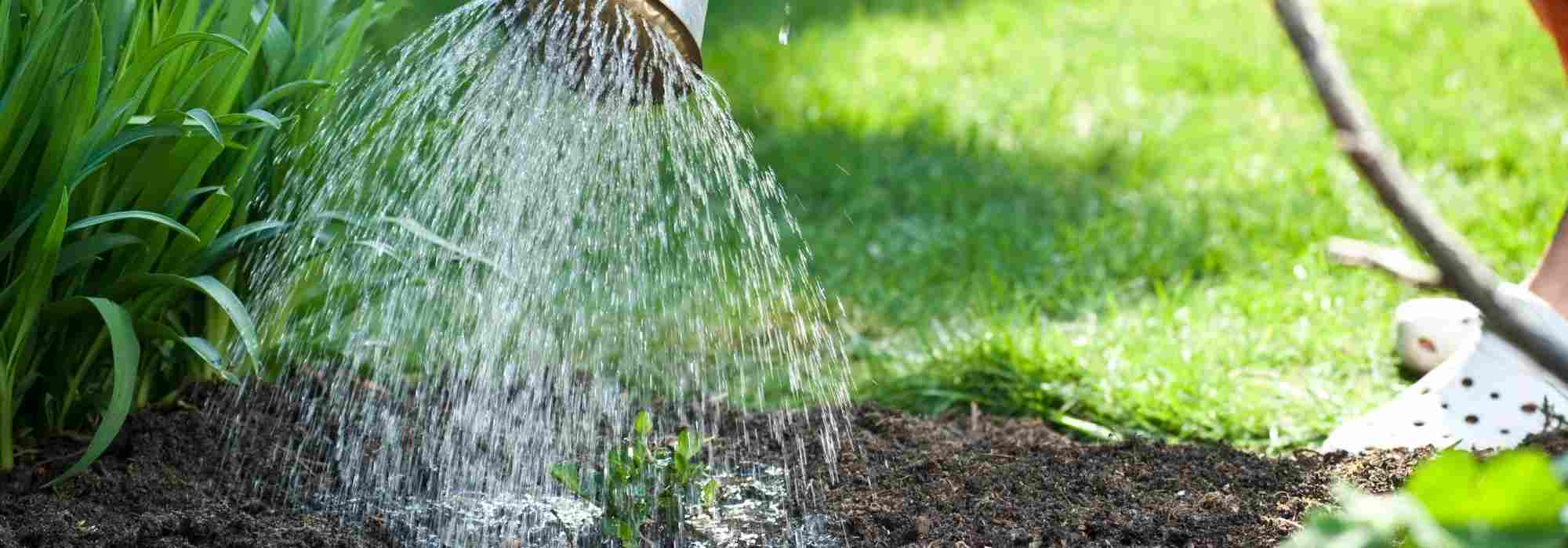 How to water without overwatering your plants?