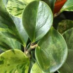 Comment to take a cutting of a Peperomia