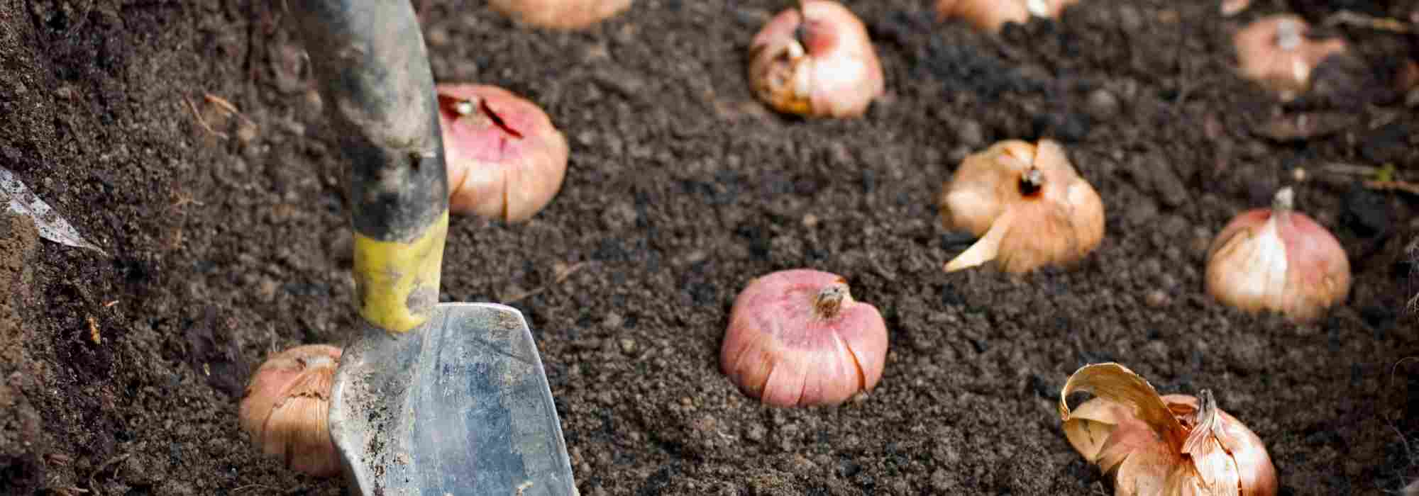 Which way should bulbs be planted?