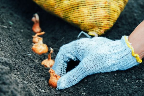 How to plant onions in the vegetable garden?