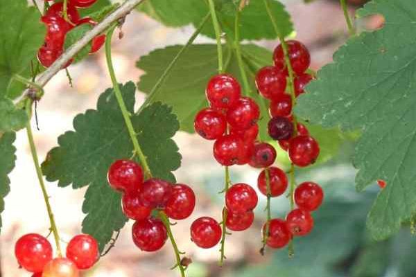 Pruning currant bushes: when and how to do it successfully