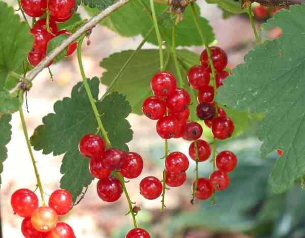 Pruning currant bushes: when and how to do it successfully