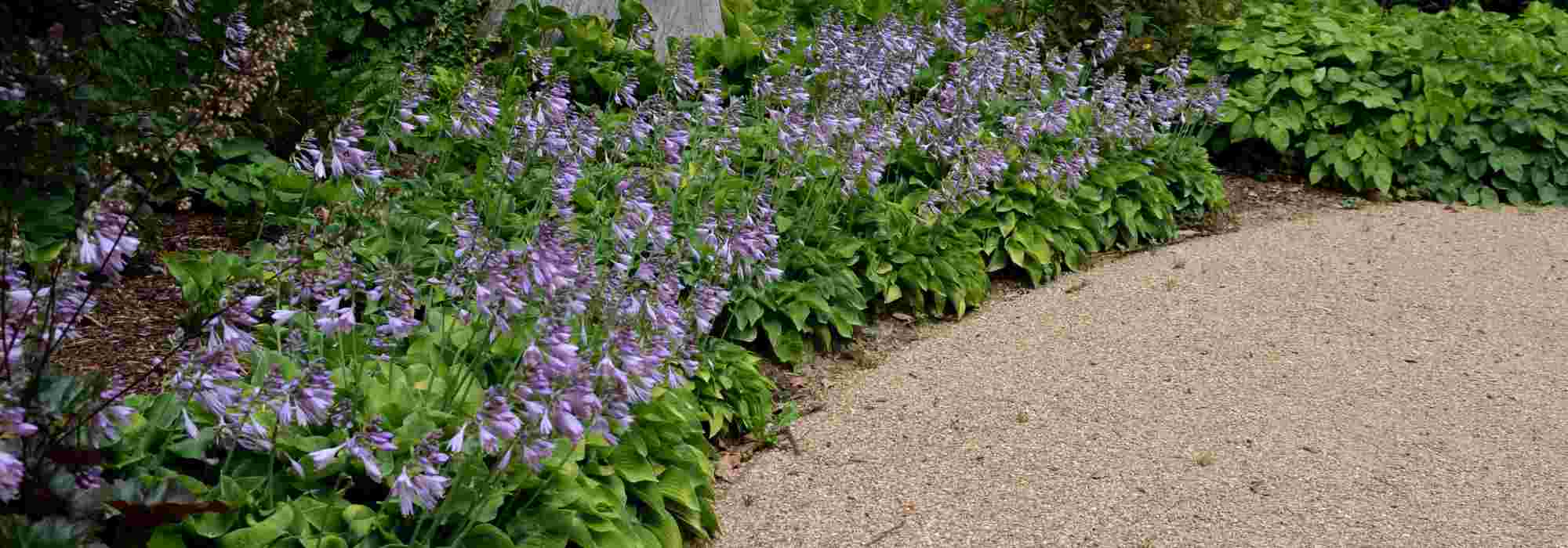 How to cover the soil without taking over?
Our favourite groundcover plants