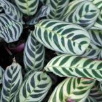 Diseases and parasitic problems of Ctenanthe: our tips