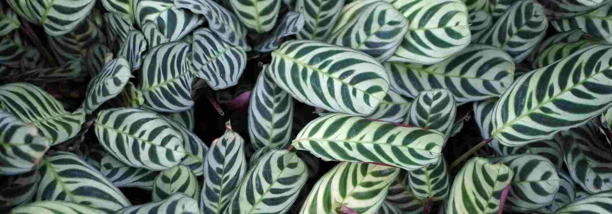 Diseases and parasitic problems of Ctenanthe: our tips