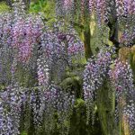 Chinese wisteria or Japanese wisteria: our guide to recognising them